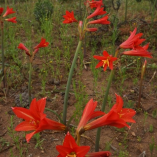 Rhodophiala phycelloides